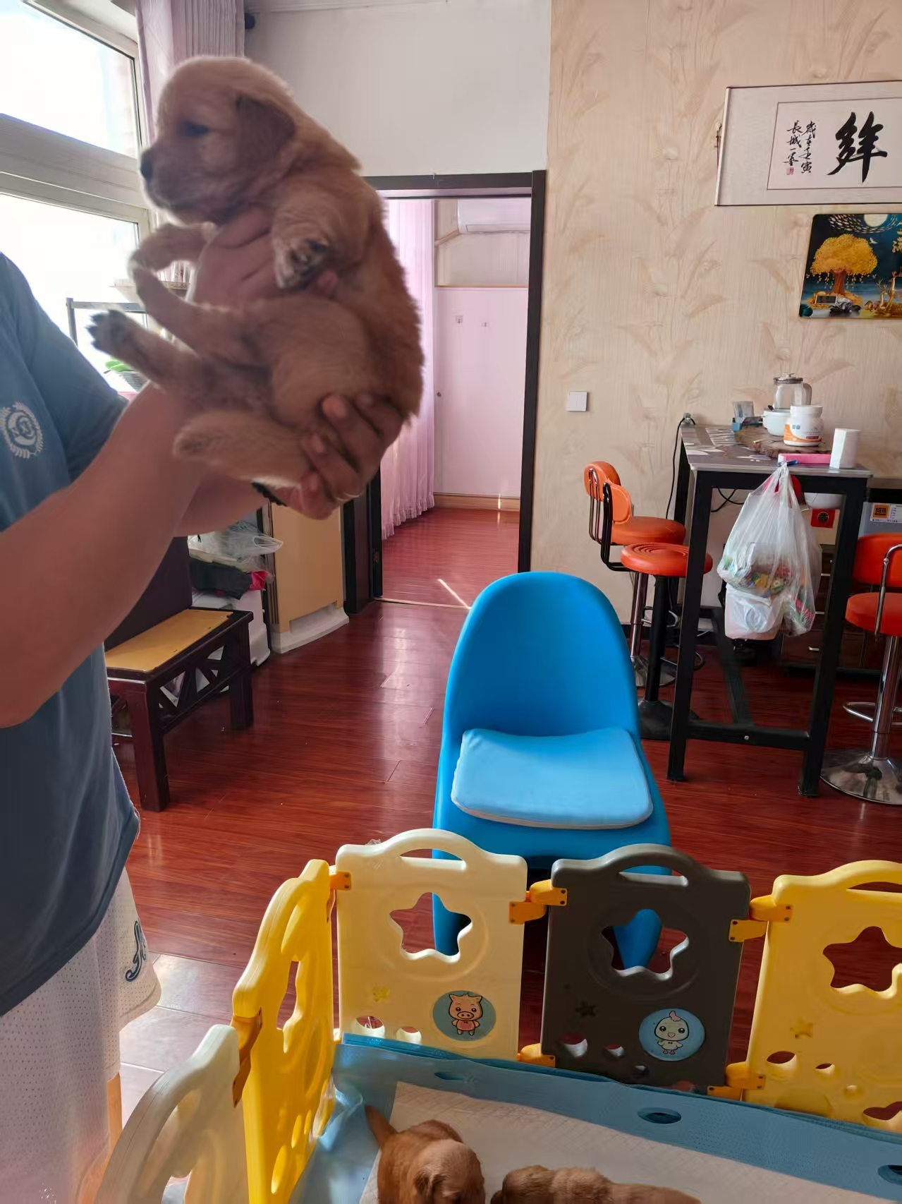 自己养纯种金毛巡回犬，乖巧可爱